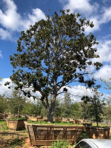 Magnolia grandiflora – Southern Magnolia