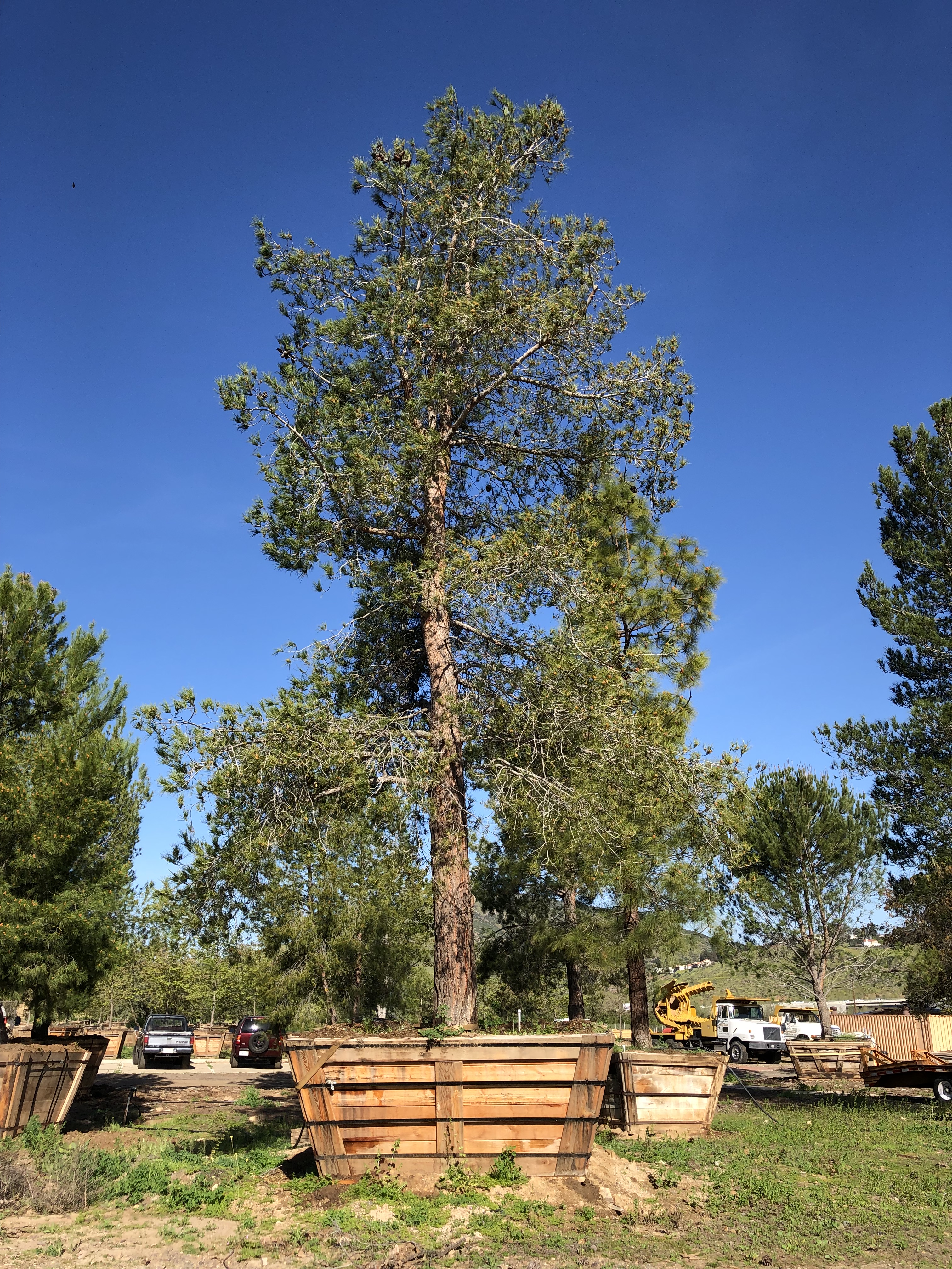 Pinus eldarica - Afghan Pine | Big Trees Nursery
