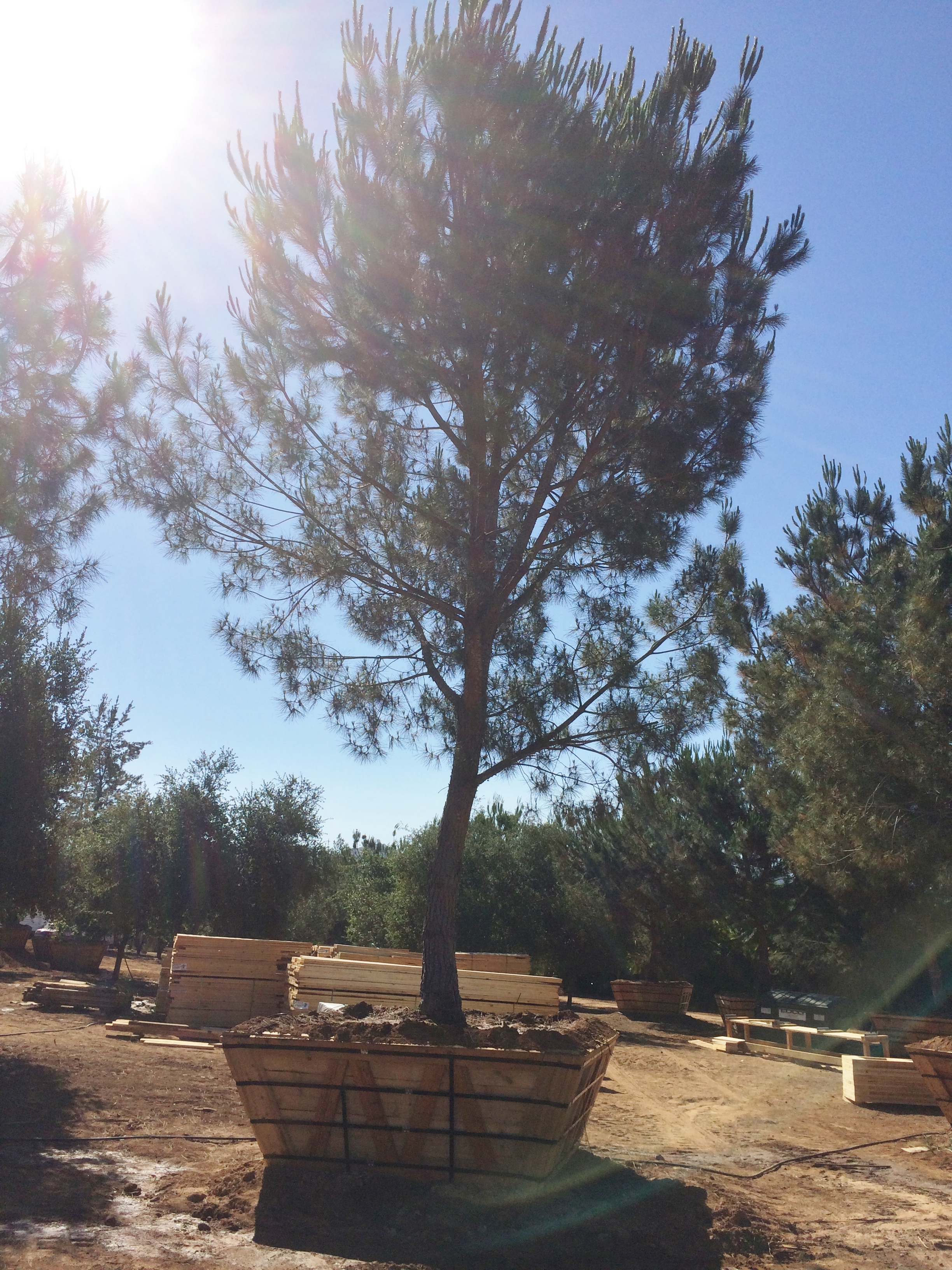 Pinus pinea - Italian Stone Pine | Big Trees Nursery