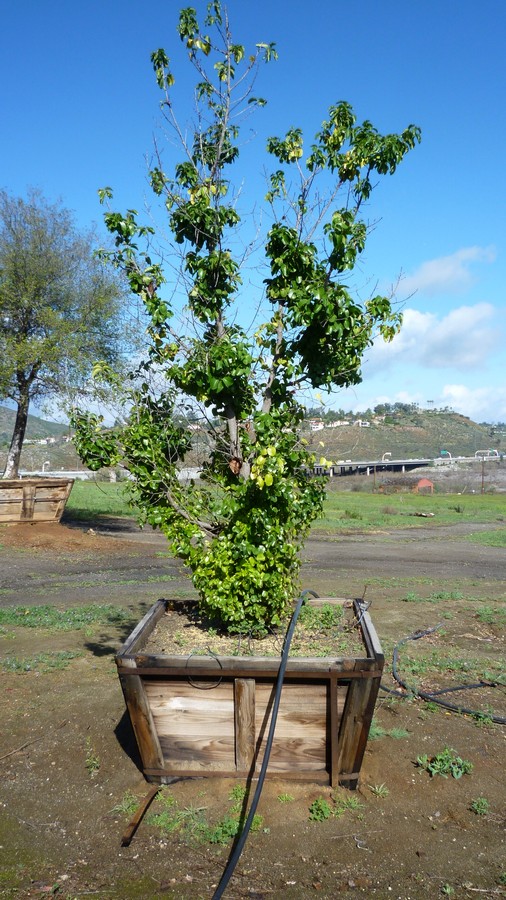 Prunus ilicifolia lyonii-B11-48