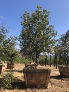 Quercus Ilex – Holly Oak